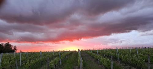 IMG-20240518-WA0008
