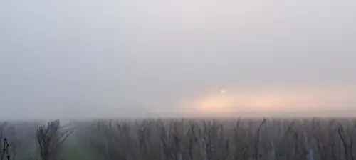 coucher de soleil sur les vignes