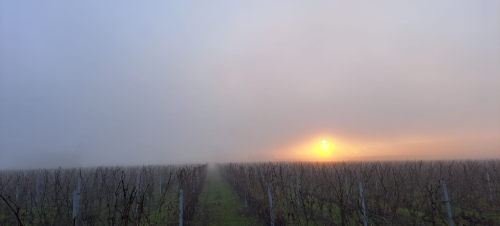 coucher de soleil sur les vignes1